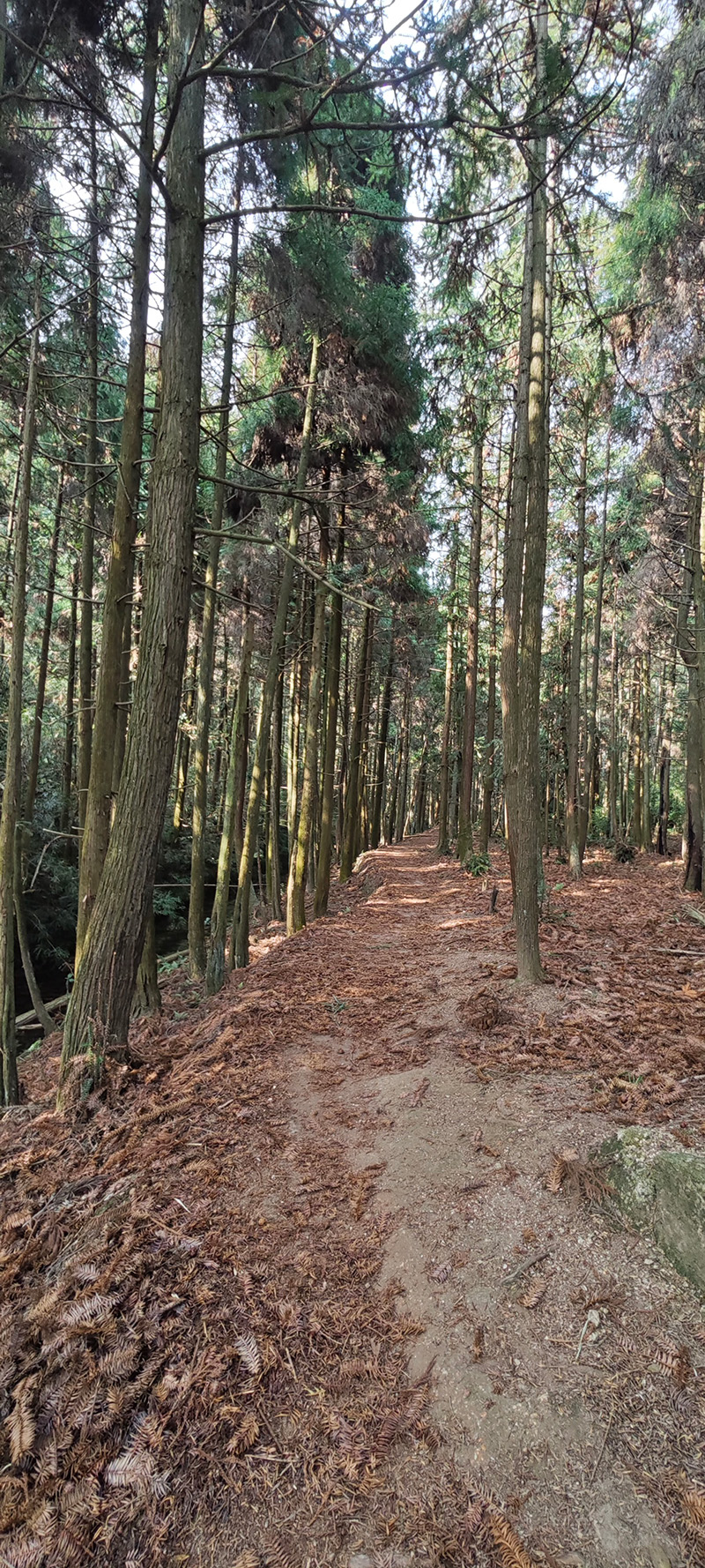 穿过小树林