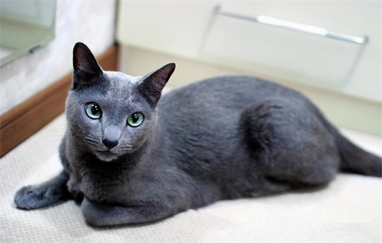 俄罗斯猫